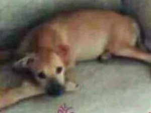 Cachorro raça Labrador misturado idade 1 ano nome Luna