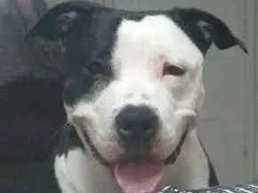 Cachorro ra a American stafordshire terrier  idade 1 ano nome Pandora 