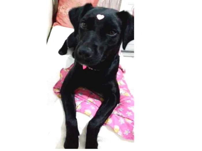 Cachorro ra a srd idade 2 anos nome PANDORA