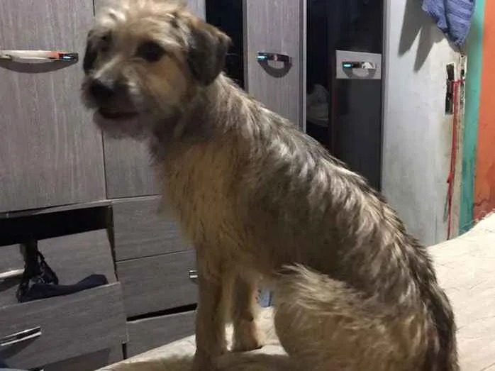 Cachorro ra a Vira-lata idade 7 a 11 meses nome Skay