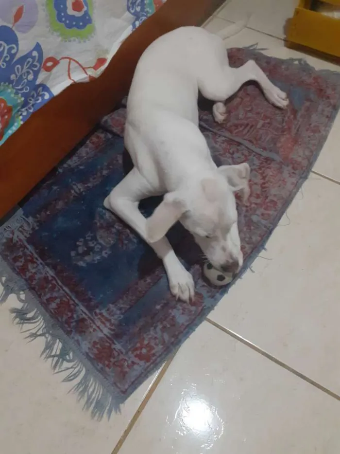 Cachorro raça Mistura idade 7 a 11 meses nome Bethoven
