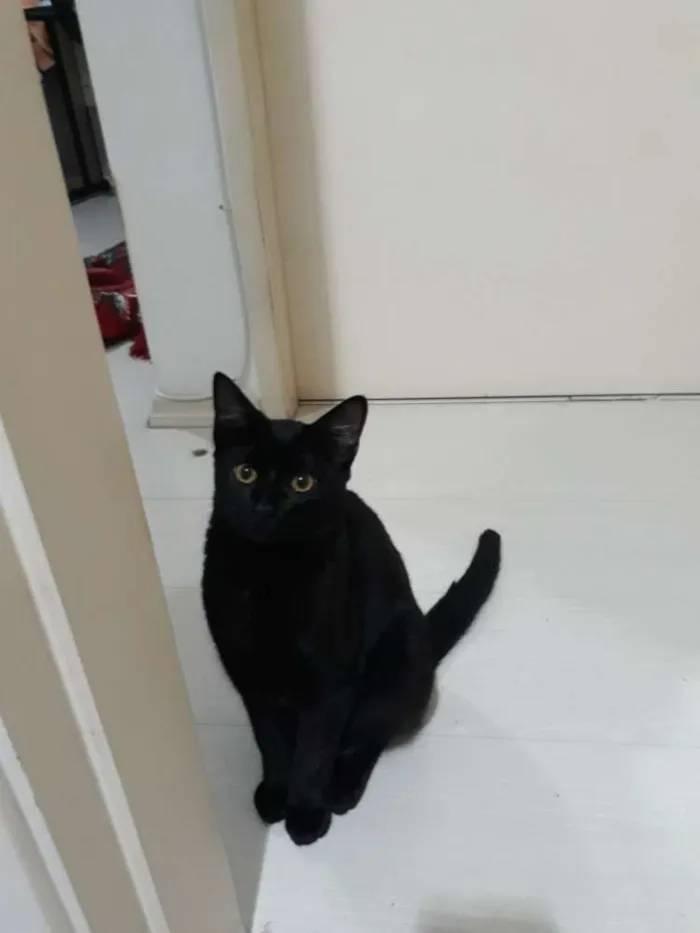 Gato ra a Indefinida idade 7 a 11 meses nome Banguela
