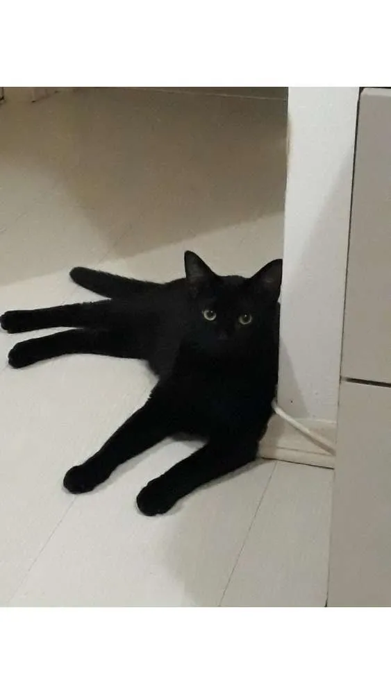 Gato ra a Indefinida idade 7 a 11 meses nome Banguela