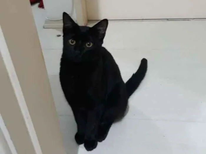 Gato ra a Indefinida idade 7 a 11 meses nome Banguela