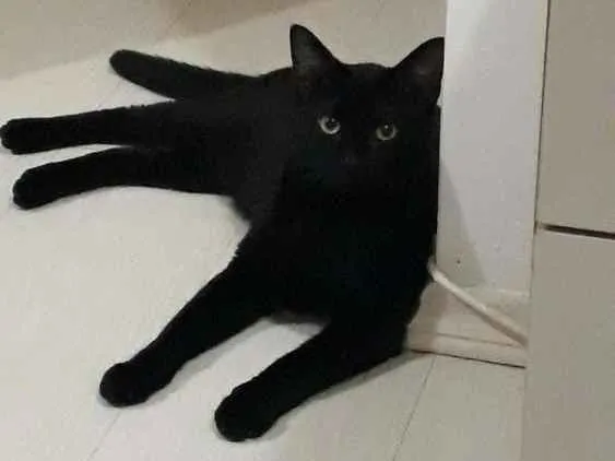Gato ra a Indefinida idade 7 a 11 meses nome Banguela