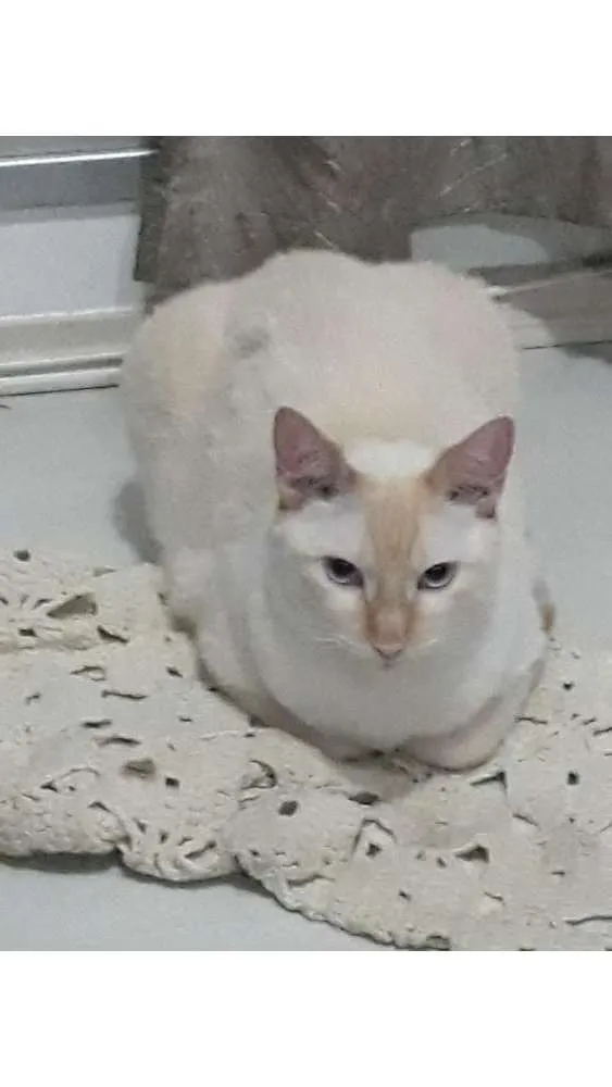 Gato ra a Indefinida idade 2 anos nome Marry