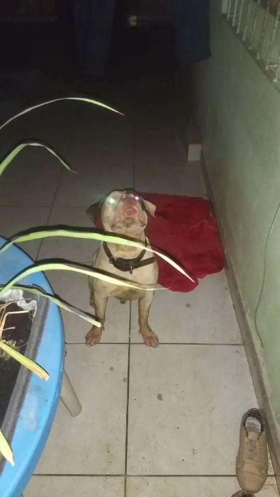 Cachorro ra a Pitbull idade  nome Não sei