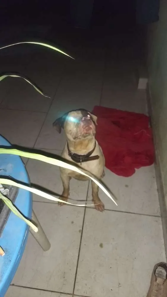 Cachorro ra a Pitbull idade  nome Não sei