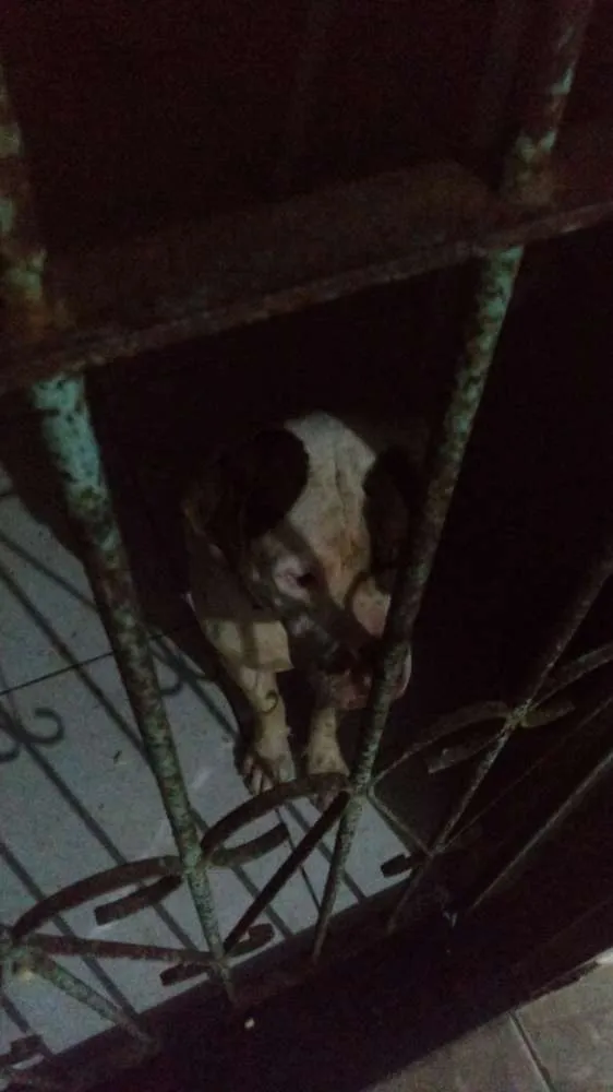 Cachorro ra a Pitbull idade  nome Não sei