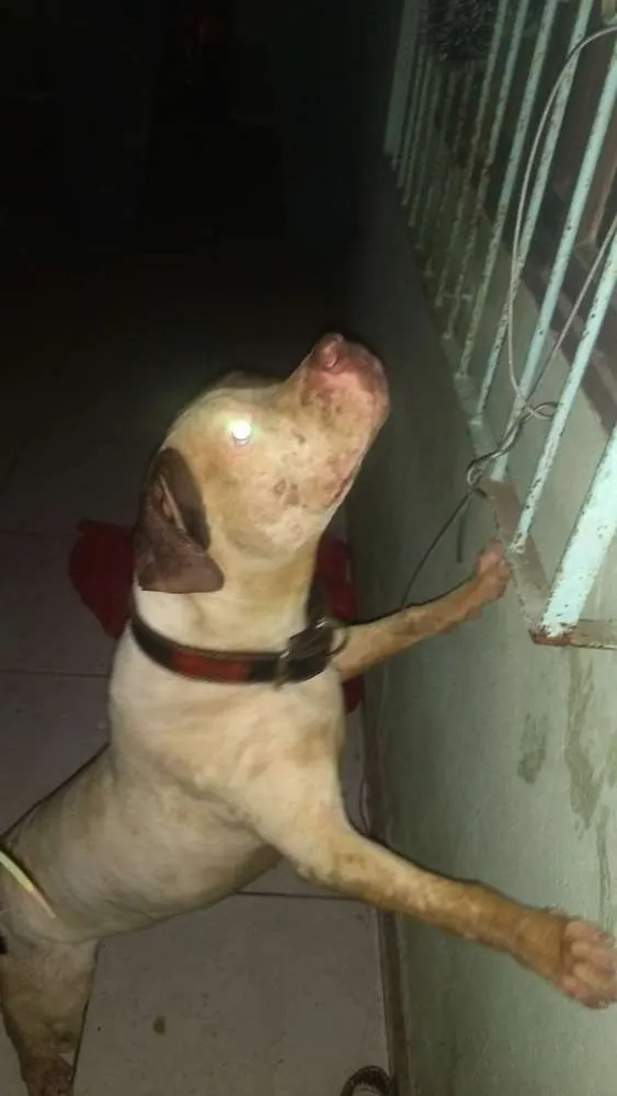 Cachorro ra a Pitbull idade  nome Não sei