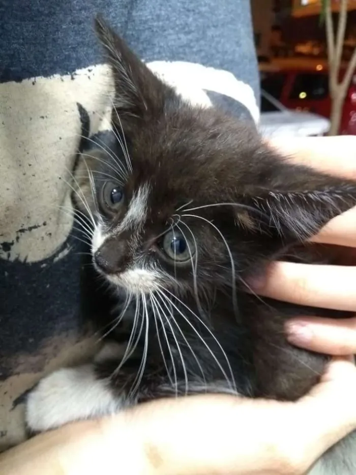 Gato ra a Sem raça idade 2 a 6 meses nome Joana