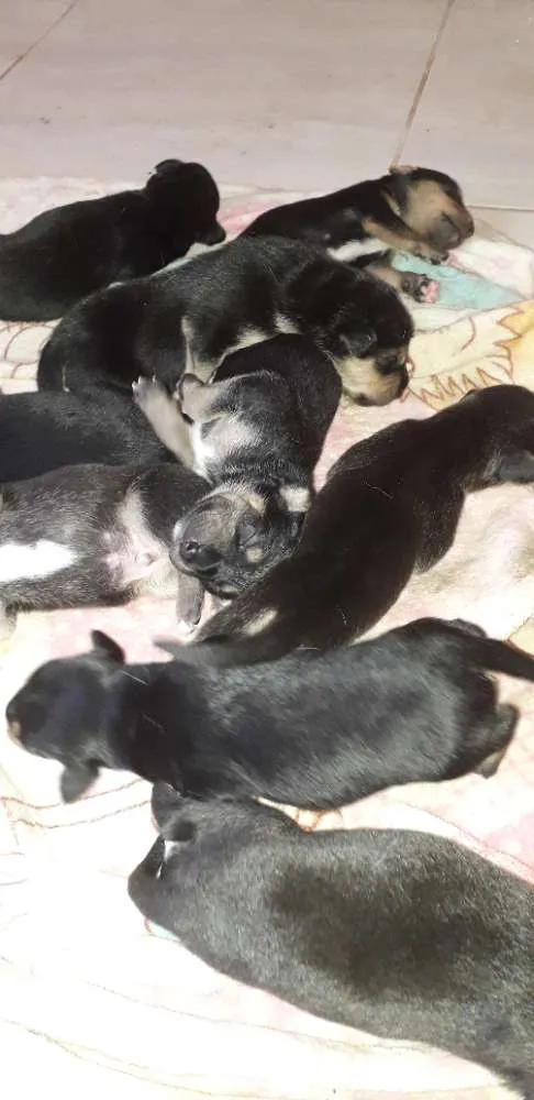 Cachorro ra a Srd idade Abaixo de 2 meses nome Sem nome