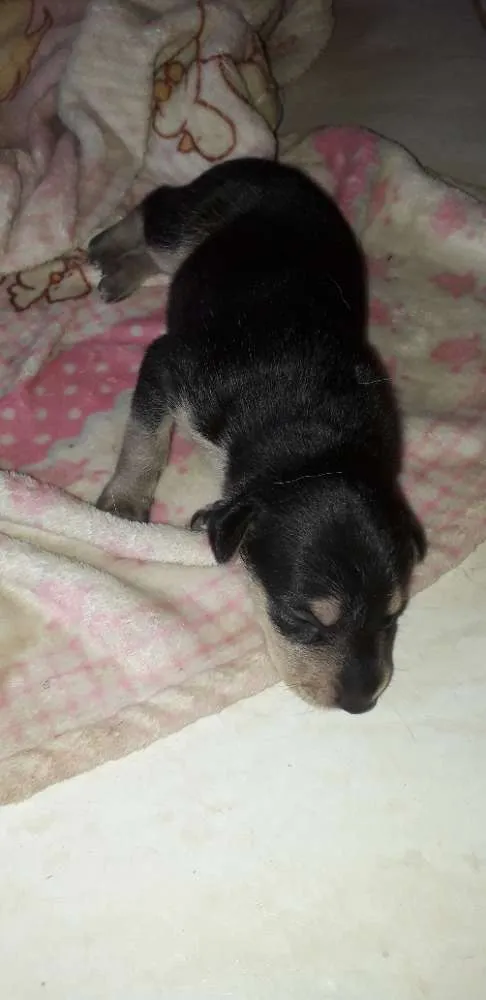 Cachorro ra a Srd idade Abaixo de 2 meses nome Sem nome