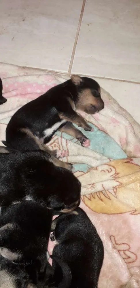 Cachorro ra a Srd idade Abaixo de 2 meses nome Sem nome