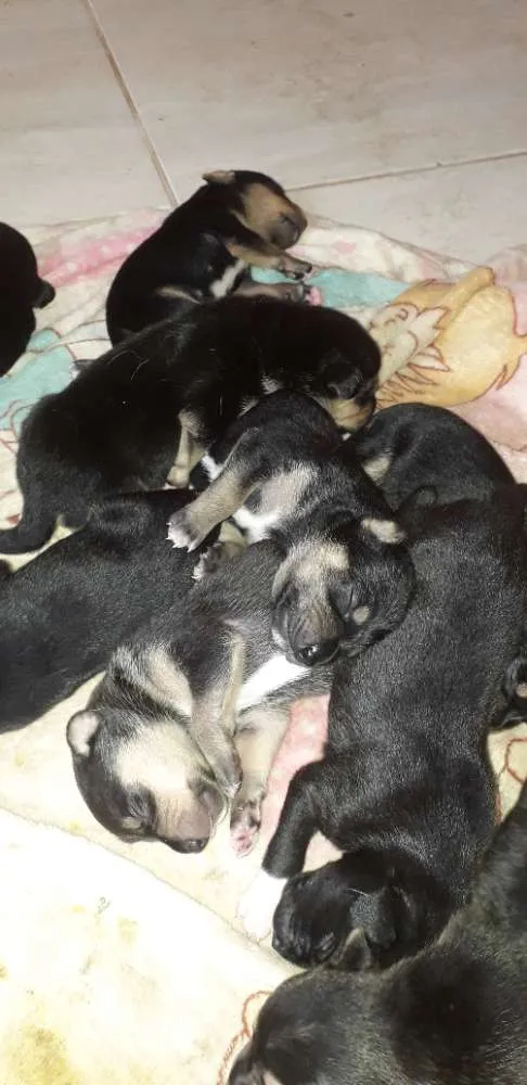 Cachorro ra a Srd idade Abaixo de 2 meses nome Sem nome