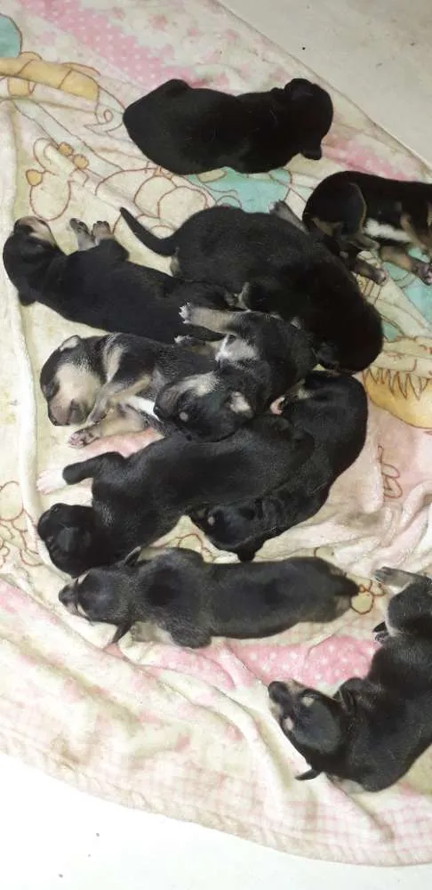 Cachorro ra a Srd idade Abaixo de 2 meses nome Sem nome