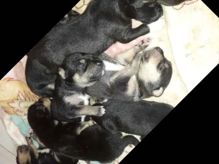Cachorro ra a Srd idade Abaixo de 2 meses nome Sem nome