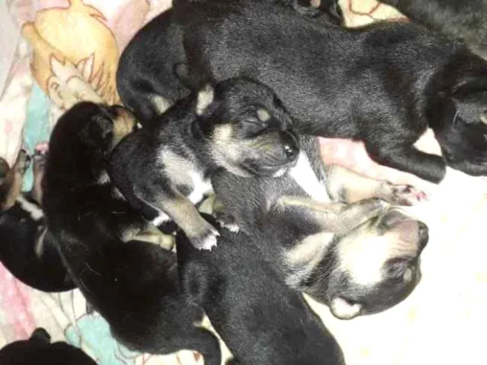 Cachorro ra a Srd idade Abaixo de 2 meses nome Sem nome