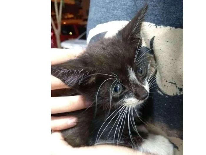 Gato ra a Sem raça idade 2 a 6 meses nome Joana