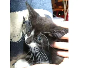 Gato raça Sem raça idade 2 a 6 meses nome Joana
