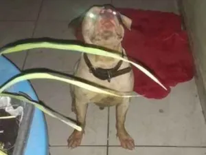 Cachorro raça Pitbull idade  nome Não sei