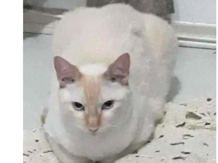 Gato ra a Indefinida idade 2 anos nome Marry