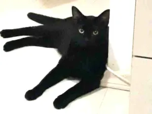 Gato raça Indefinida idade 7 a 11 meses nome Banguela
