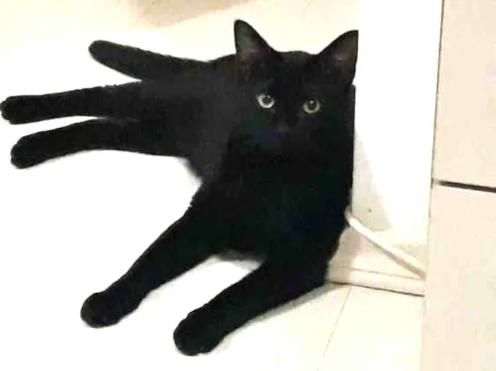 Gato ra a Indefinida idade 7 a 11 meses nome Banguela