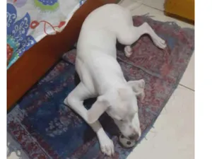 Cachorro raça Mistura idade 7 a 11 meses nome Bethoven