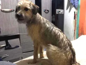 Cachorro raça Vira-lata idade 7 a 11 meses nome Skay