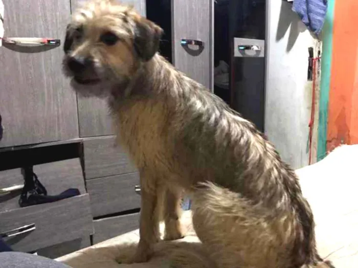 Cachorro ra a Vira-lata idade 7 a 11 meses nome Skay
