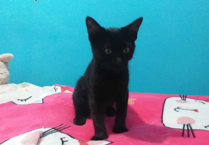 Gato ra a Srd idade 2 a 6 meses nome Romeu