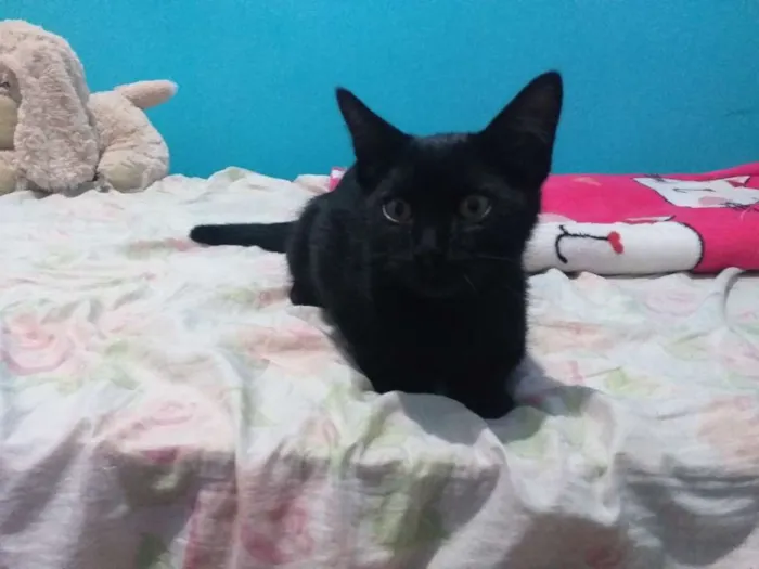 Gato ra a Srd idade 2 a 6 meses nome Romeu