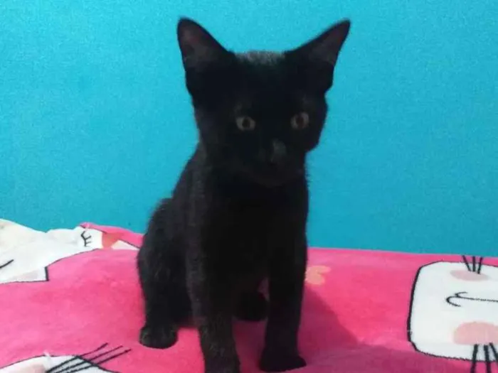 Gato ra a Srd idade 2 a 6 meses nome Romeu