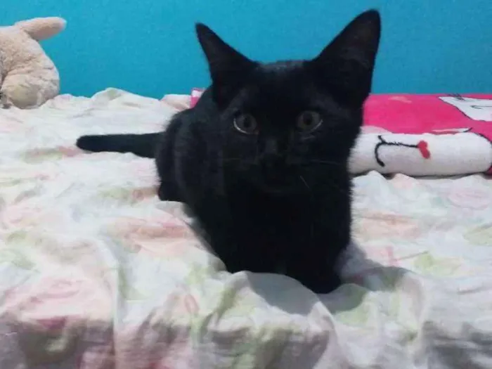 Gato ra a Srd idade 2 a 6 meses nome Romeu