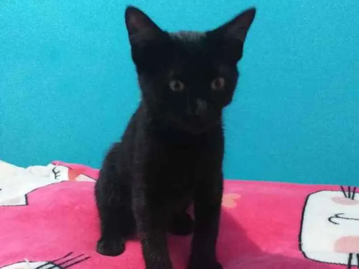 Gato ra a Srd idade 2 a 6 meses nome Romeu