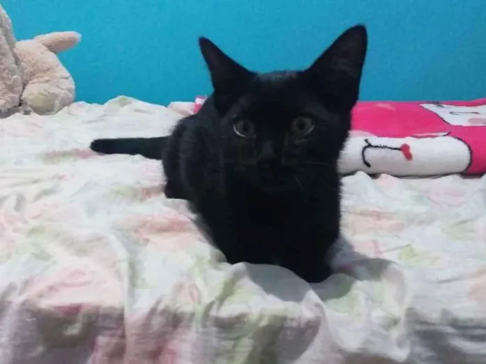 Gato ra a Srd idade 2 a 6 meses nome Romeu
