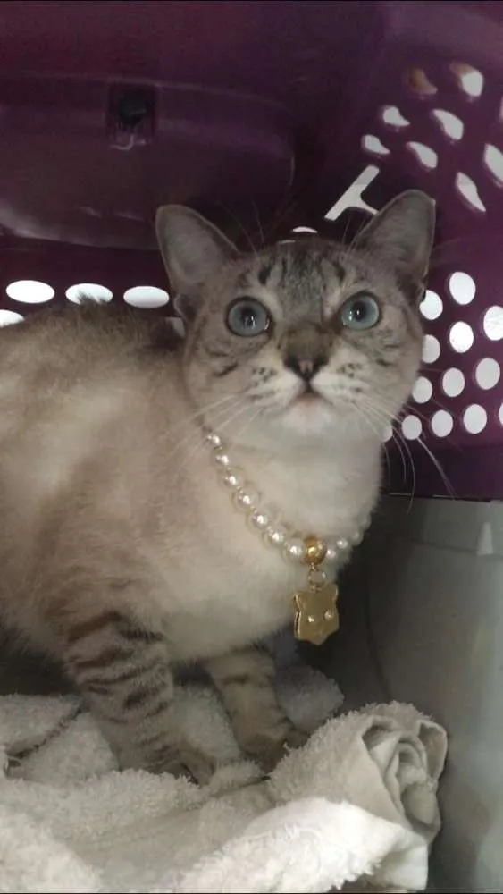 Gato ra a Srd idade 7 a 11 meses nome Catarina