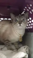 Catarina