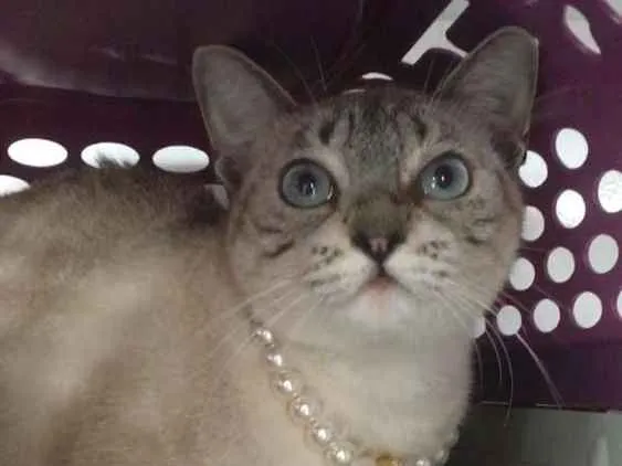 Gato ra a Srd idade 7 a 11 meses nome Catarina
