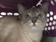 Catarina
