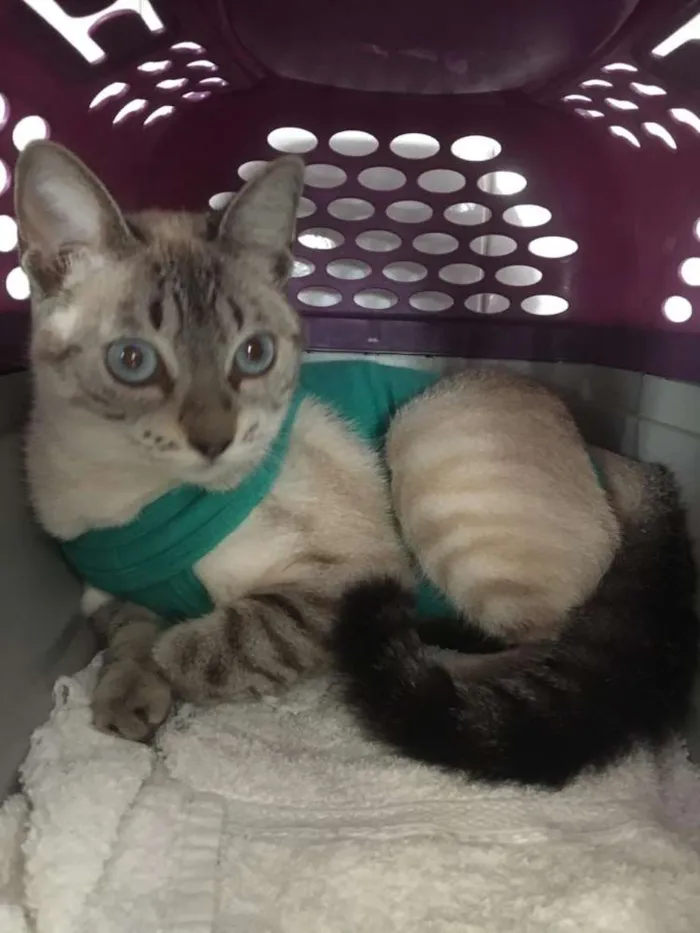 Gato ra a Srd idade 7 a 11 meses nome Catarina