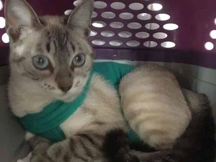 Gato ra a Srd idade 7 a 11 meses nome Catarina