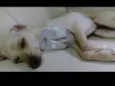 Capitu