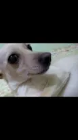 Capitu