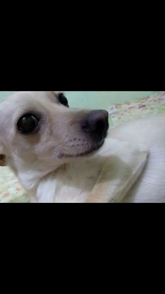 Cachorro ra a Mãe pinscher pai chitsu idade 2 anos nome Capitu