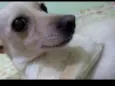 Capitu