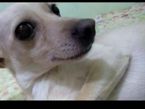 Cachorro ra a Mãe pinscher pai chitsu idade 2 anos nome Capitu
