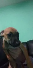 Cachorro raça vira lata  idade Abaixo de 2 meses nome Feijão 