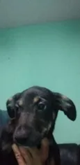Cachorro raça vira lata  idade Abaixo de 2 meses nome Luna